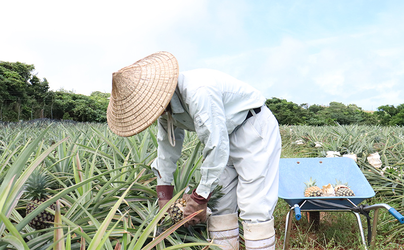 【2026年発送】比屋定農園「久米定パイン」ゴールドバレル 1玉（2kg以上×1玉） パイナップル パイン 高級 最高峰 黄金色 大玉 糖度 濃厚 甘い 希少 樽型 フルーツ 果物 ジュース スムージー ケーキ アイス タルト 沖縄 久米島