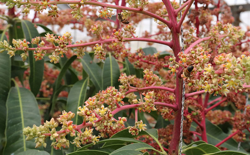 【2026年発送】ミツバチの受粉で育てた喜久川さんの完熟マンゴー 約1kg ◆秀品◆ マンゴー フルーツ 果物 スイーツ 完熟 濃厚 トロける ジューシー ミツバチ 蜂 アップルマンゴー アーウィン 秀品 ギフト 贈り物 糖度 スムージー 南国 沖縄 久米島