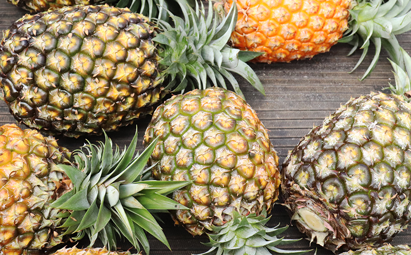 【2026年発送】比屋定農園「久米定パイン」ゴールドバレル 1玉（2kg以上×1玉） パイナップル パイン 高級 最高峰 黄金色 大玉 糖度 濃厚 甘い 希少 樽型 フルーツ 果物 ジュース スムージー ケーキ アイス タルト 沖縄 久米島