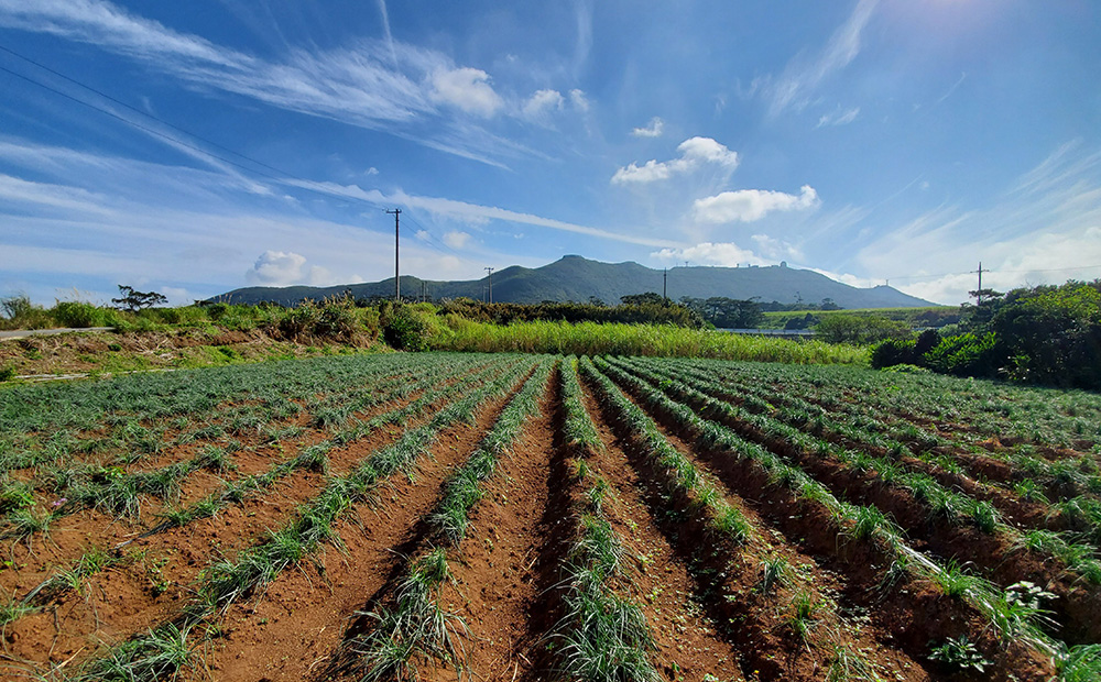 【2026年1月より順次発送】久米島の潮風育ち！島らっきょう 1.8kg 農家直送 国産 新鮮 旬 沖縄 島野菜 鮮度 塩漬け 天ぷら 肉巻き キムチ 漬け物 レシピ アレンジ 人気 おつまみ シャキシャキ 疲労回復 滋養強壮 食物繊維