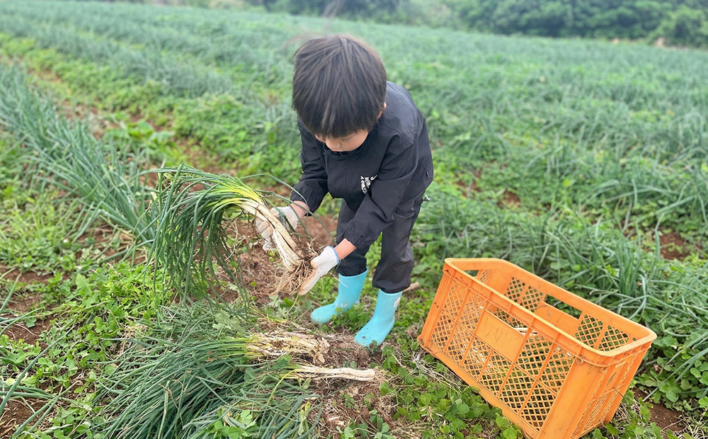 【2026年1月より順次発送】久米島の潮風育ち！島らっきょう 1.8kg 農家直送 国産 新鮮 旬 沖縄 島野菜 鮮度 塩漬け 天ぷら 肉巻き キムチ 漬け物 レシピ アレンジ 人気 おつまみ シャキシャキ 疲労回復 滋養強壮 食物繊維