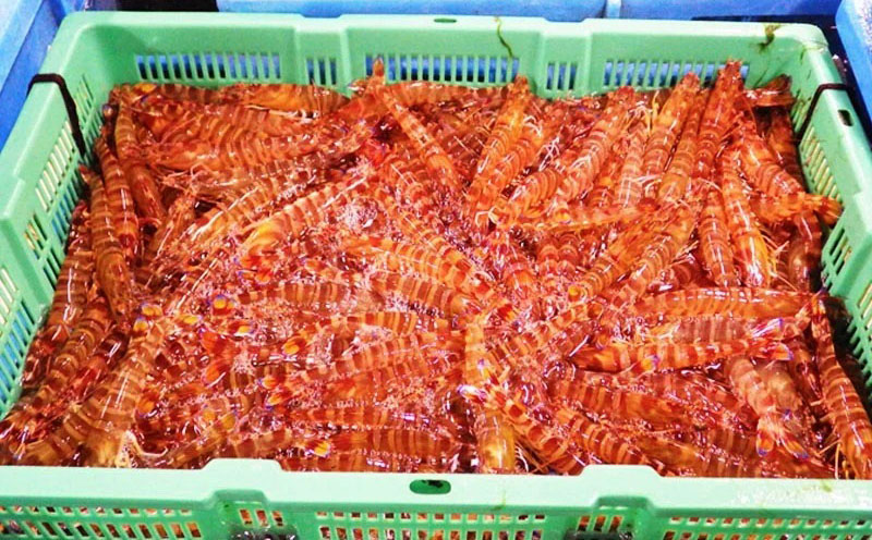 【久米島漁協】活〆冷凍車海老　生食用1.5kg