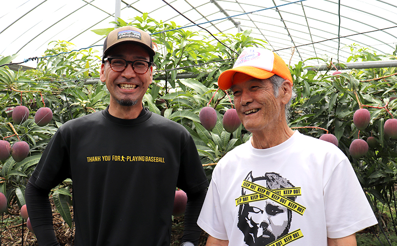 訳あり品【2026年発送】久米島熱帯果樹園 完熟マンゴー約2kg（3～6玉） アーウィン アップルマンゴー トロピカル フルーツ 訳あり 果物 南国 沖縄 久米島 ふるさと納税 農園直送 甘い ジューシー 濃厚 完熟 糖度が高い とろける ジュース スムージー B品