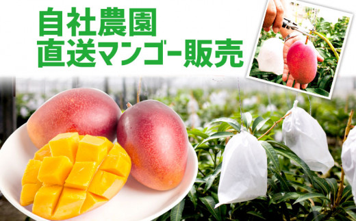 【先行受付】【2026年発送】ヤマト農園 アップルマンゴー訳あり約1.5kg（3～6玉）- 先行予約 沖縄県産 産地直送 南国フルーツ 旬の味覚 季節の果物 ご自宅用 訳アリ 沖縄マンゴー 沖縄県 八重瀬町