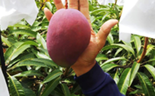 【先行受付】 【2024年発送】恵農園のアップルマンゴー『秀』約1kg（2～3玉）