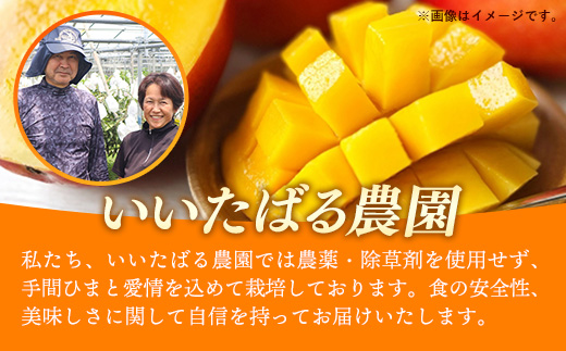 【先行受付】【2026年発送】いいたばる農園の家庭用アップルマンゴー約2kg - ご家庭用 先行予約 沖縄県産 産地直送 農薬不使用 除草剤不使用 南国フルーツ 旬の味覚 マンゴー オススメ 沖縄県 八重瀬町