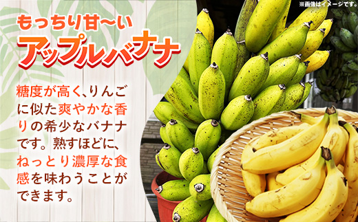 【特別提供中】 国産 希少種！南国フーズのアップルバナナ 約5kg - バナナ ばなな 小ぶり 沖縄県 産地直送 果物 フルーツ 南国 朝食 おすすめ 沖縄県 八重瀬町【価格改定】