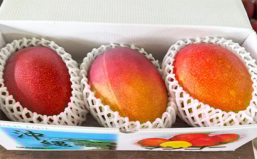 【先行受付】【2026年発送】伊集農園  沖縄県産マンゴー ご家庭用 約1kg - 先行予約 沖縄 産地直送 南国フルーツ 旬の味覚 家庭用 1キロ オススメ 沖縄県 八重瀬町