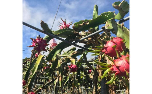 ★沖縄県八重瀬町産★旬なカラフル野菜つめ合わせセット