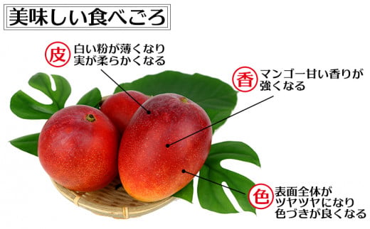 【化粧箱入】【先行受付・2026年発送】渡口ファームの こだわりマンゴー 約2kg - 先行予約 沖縄県産 産地直送 南国フルーツ 旬の味覚 季節の果物 贈り物 ギフト 沖縄県 八重瀬町
