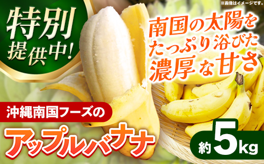 【特別提供中】 国産 希少種！南国フーズのアップルバナナ 約5kg - バナナ ばなな 小ぶり 沖縄県 産地直送 果物 フルーツ 南国 朝食 おすすめ 沖縄県 八重瀬町【価格改定】