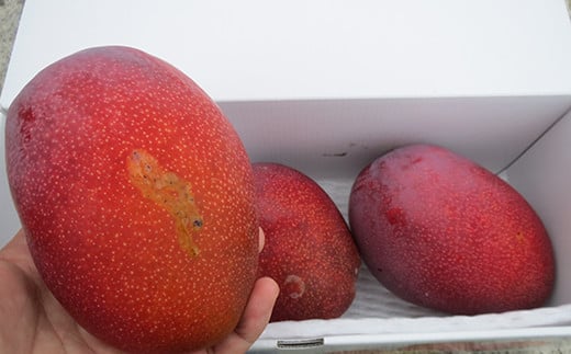 【先行受付】【2026年発送】伊集農園  沖縄県産マンゴー ご家庭用 約1kg - 先行予約 沖縄 産地直送 南国フルーツ 旬の味覚 家庭用 1キロ オススメ 沖縄県 八重瀬町