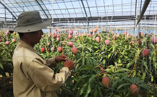 【化粧箱入】【先行受付・2026年発送】神谷ファームのマンゴー（極）約1Kg - 先行予約 沖縄県産 産地直送 南国フルーツ 旬の味覚 季節の果物 贈り物 ギフト 沖縄県 八重瀬町