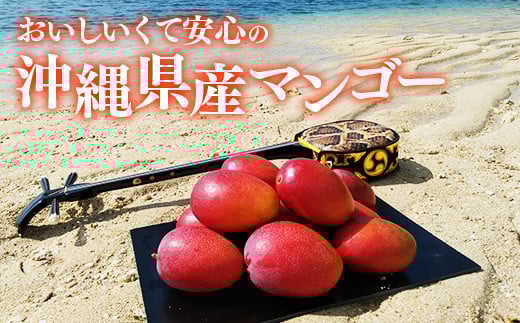 【木箱入】【先行受付・2026年発送】伊集農園  沖縄県産マンゴー（贈答用木箱）約1kg - 先行予約 沖縄 産地直送 南国フルーツ 旬の味覚 旬のフルーツ 贈り物 ギフト 沖縄県 八重瀬町