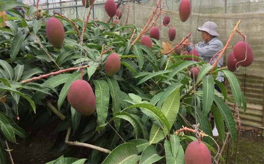 ãåç²§ç®±å
¥ããå
è¡åä»ã»2026幎çºéããããããã³ãŽãŒãã¡ãŒã ã®åªåã»åç²§ç®±ã¢ããã«ãã³ãŽãŒçŽ1kg - å
è¡äºçŽ æ²çžçç£ ç£å°çŽé ååœãã«ãŒã æ¬ã®å³èŠ æ¬ã®ãã«ãŒã èŽãç© ã®ãã æ²çžç å
«éç¬çº