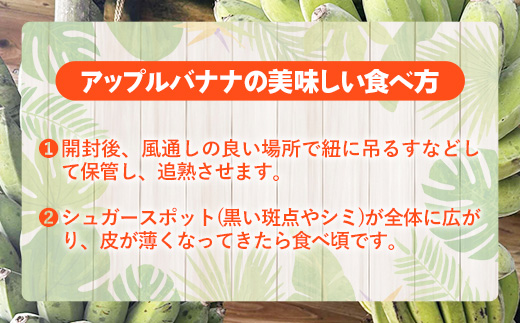 【特別提供中】 国産 希少種！南国フーズのアップルバナナ 約3kg - バナナ ばなな 小ぶり 沖縄県 産地直送 果物 フルーツ 南国 朝食 おすすめ 沖縄県 八重瀬町【価格改定】