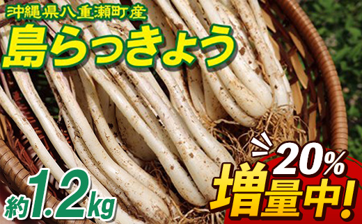 【先行受付】【2026年発送】沖縄県八重瀬町産 島らっきょう約1.2kg - 20％増量中 国産 生らっきょう 甘酢漬け 漬物 天ぷら チャンプルー 有機栽培 おすすめ 送料無料