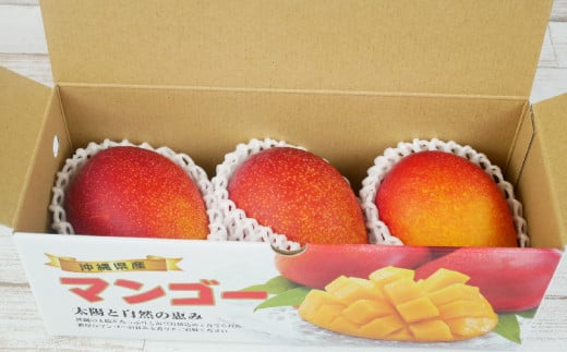 【先行受付】【2026年発送】生産組合が育てる厳選・完熟マンゴー約1kg - 先行予約 沖縄県産 産地直送 南国フルーツ アップルマンゴー 旬の味覚 季節の果物 贈り物 沖縄県 八重瀬町