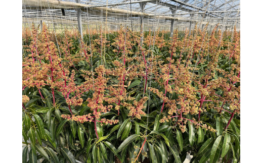 【先行受付】【2026年発送】渡口ファームの家庭用マンゴー約4kg - 先行予約 沖縄 産地直送 南国フルーツ 旬の味覚 家庭用 ご自宅用 大容量 4キロ オススメ 沖縄県 八重瀬町