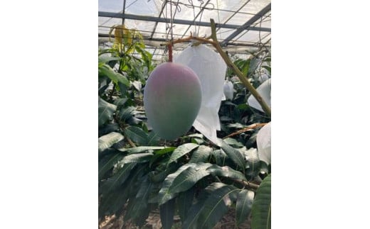 【贈答用】【先行受付・2026年発送】宇地原農園の沖縄県産キーツマンゴー約2kg - 先行予約 沖縄県産 産地直送 南国フルーツ 旬の味覚 季節の果物 希少種 化粧箱 ギフト 贈り物 沖縄県 八重瀬町