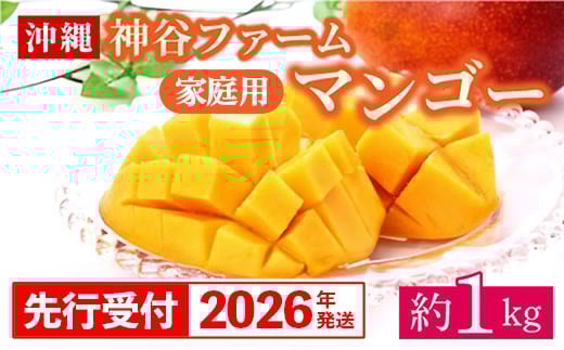 【先行受付】【2026年発送】神谷ファームのマンゴー（家庭用）約1Kg - 先行予約 沖縄県産 産地直送 南国フルーツ 旬の味覚 季節の果物 ご自宅用 沖縄マンゴー 沖縄県 八重瀬町