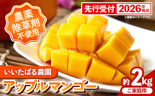 【先行受付】【2026年発送】いいたばる農園の家庭用アップルマンゴー約2kg - ご家庭用 先行予約 沖縄県産 産地直送 農薬不使用 除草剤不使用 南国フルーツ 旬の味覚 マンゴー オススメ 沖縄県 八重瀬町