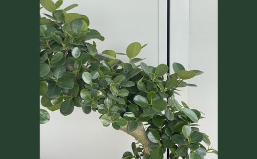 沖縄育ち！【パンダ・ガジュマル】～幸せを呼ぶ木・多幸の木～