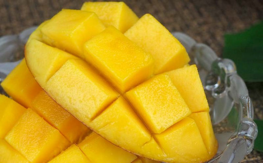 【先行受付】【2026年発送】屋宜原農園が丹精込めた「アップルマンゴー」優約1.5kg - 先行予約 沖縄県産 産地直送 南国フルーツ 旬の味覚 季節の果物 贈り物 ギフト 沖縄県 八重瀬町