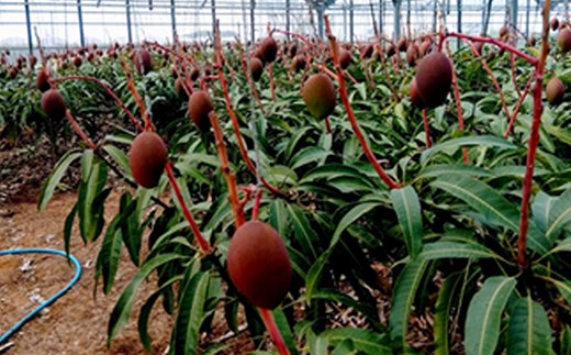 【先行受付】 【2024年発送】恵農園のアップルマンゴー『秀』約2kg（3～6玉）
