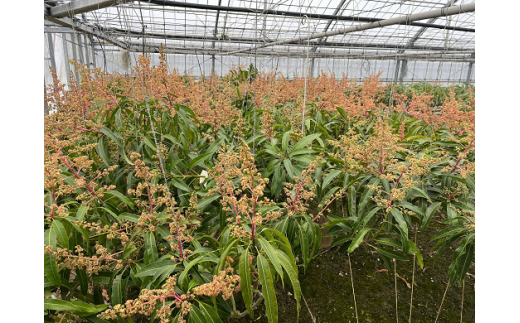 【先行受付】【2026年発送】屋宜原農園が丹精込めた「アップルマンゴー」特選４玉 - 先行予約 沖縄県産 産地直送 南国フルーツ 旬の味覚 旬のフルーツ 贈り物 ギフト 沖縄県 八重瀬町