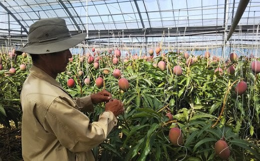 【先行受付】【2026年発送】神谷ファームのマンゴー（家庭用）約1Kg - 先行予約 沖縄県産 産地直送 南国フルーツ 旬の味覚 季節の果物 ご自宅用 沖縄マンゴー 沖縄県 八重瀬町