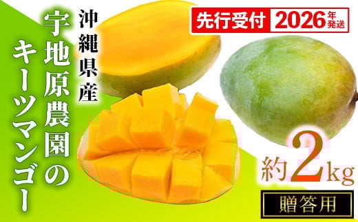 【贈答用】【先行受付・2026年発送】宇地原農園の沖縄県産キーツマンゴー約2kg - 先行予約 沖縄県産 産地直送 南国フルーツ 旬の味覚 季節の果物 希少種 化粧箱 ギフト 贈り物 沖縄県 八重瀬町