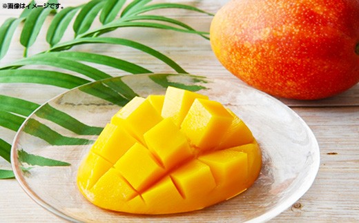 【先行受付】【2026年発送】MKファームの贈答用アップルマンゴー約1kg【贈答用】- 贈答用 ギフト 先行予約 沖縄県産 産地直送 南国フルーツ 旬の味覚 アップルマンゴー オススメ 沖縄県 八重瀬町