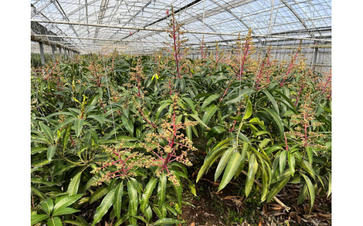 ãå
è¡åä»ãã2026幎çºéãçç£çµåãè²ãŠãå³éžã»å®çãã³ãŽãŒçŽ2kg - å
è¡äºçŽ æ²çžçç£ ç£å°çŽé ååœãã«ãŒã ã¢ããã«ãã³ãŽãŒ æ¬ã®å³èŠ å£ç¯ã®æç© èŽãç© æ²çžç å
«éç¬çº