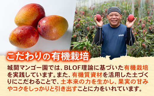【先行受付】【2026年発送】城間マンゴー園のアップルマンゴー 訳あり 約1kg - 先行予約 沖縄県産 産地直送 南国フルーツ 旬の味覚 季節の果物 ご自宅用 訳アリ 家庭用 沖縄マンゴー 沖縄県 八重瀬町