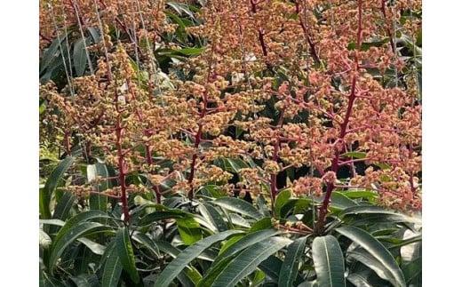 ãåç²§ç®±å
¥ããå
è¡åä»ã»2026幎çºéããããããã³ãŽãŒãã¡ãŒã ã®åªåã»åç²§ç®±ã¢ããã«ãã³ãŽãŒçŽ1kg - å
è¡äºçŽ æ²çžçç£ ç£å°çŽé ååœãã«ãŒã æ¬ã®å³èŠ æ¬ã®ãã«ãŒã èŽãç© ã®ãã æ²çžç å
«éç¬çº