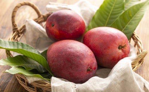 【化粧箱入】【先行受付・2026年発送】渡口ファームのこだわりマンゴー約1kg - 先行予約 沖縄県産 産地直送 南国フルーツ 旬の味覚 季節の果物 贈り物 ギフト 沖縄県 八重瀬町