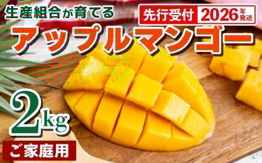 【先行受付】【2026年発送】生産組合が育てるアップルマンゴー約2kg（家庭用）- 先行予約 沖縄県産 産地直送 南国フルーツ 旬の味覚 季節の果物 ご自宅用 沖縄マンゴー 沖縄県 八重瀬町