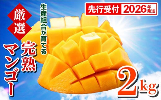 【先行受付】【2026年発送】生産組合が育てる厳選・完熟マンゴー約2kg - 先行予約 沖縄県産 産地直送 南国フルーツ アップルマンゴー 旬の味覚 季節の果物 贈り物 沖縄県 八重瀬町