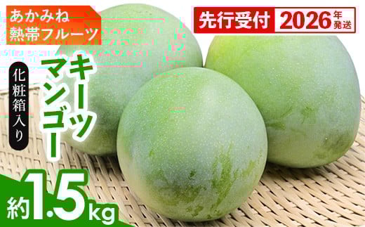 【化粧箱入】【先行受付・2026年発送】あかみね熱帯フルーツのキーツマンゴー約1.5kg - 先行予約 沖縄県産 産地直送 南国フルーツ 旬の味覚 季節の果物 希少種 化粧箱 ギフト 沖縄県 八重瀬町