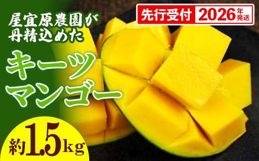 【先行受付】【2026年発送】屋宜原農園が丹精込めた「キーツマンゴー」約1.5kg - 先行予約 沖縄 産地直送 南国フルーツ 旬の味覚 沖縄県産 国産マンゴー 希少種 季節の果物 沖縄県 八重瀬町