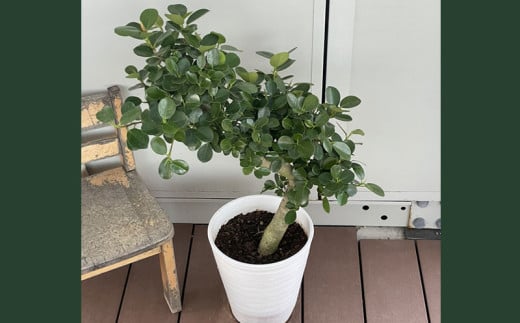 沖縄育ち！【パンダ・ガジュマル】～幸せを呼ぶ木・多幸の木～