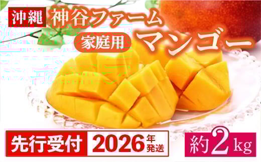 【先行受付】【2026年発送】神谷ファームのマンゴー（家庭用）約2Kg - 先行予約 沖縄県産 産地直送 南国フルーツ 旬の味覚 季節の果物 ご自宅用 沖縄マンゴー 沖縄県 八重瀬町