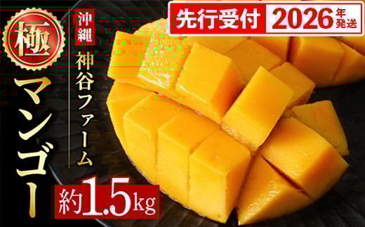 【化粧箱入】【先行受付・2026年発送】神谷ファームのマンゴー（極）約1.5Kg - 先行予約 沖縄県産 産地直送 南国フルーツ 旬の味覚 季節の果物 贈り物 ギフト 沖縄県 八重瀬町