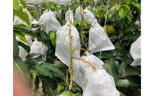 【贈答用】【先行受付・2026年発送】宇地原農園の沖縄県産キーツマンゴー約2kg - 先行予約 沖縄県産 産地直送 南国フルーツ 旬の味覚 季節の果物 希少種 化粧箱 ギフト 贈り物 沖縄県 八重瀬町