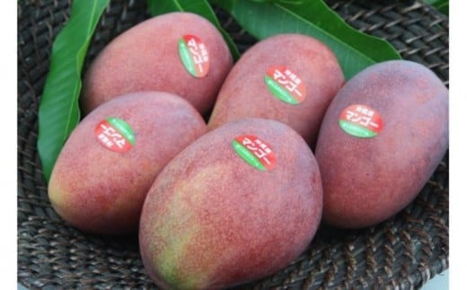 【先行受付】【2026年発送】しらかわファームのアップルマンゴー 秀 約2kg - 先行予約 沖縄 産地直送 南国フルーツ 旬の味覚 旬のフルーツ 贈り物 ギフト 沖縄県 八重瀬町