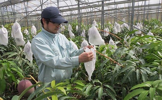 【先行受付】【2026年発送】伊集農園  沖縄県産マンゴー ご家庭用 約1kg - 先行予約 沖縄 産地直送 南国フルーツ 旬の味覚 家庭用 1キロ オススメ 沖縄県 八重瀬町