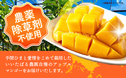 【先行受付】【2026年発送】いいたばる農園の家庭用アップルマンゴー約1.5kg - ご家庭用 先行予約 沖縄県産 産地直送 農薬不使用 除草剤不使用 南国フルーツ 旬の味覚 マンゴー オススメ 沖縄県 八重瀬町