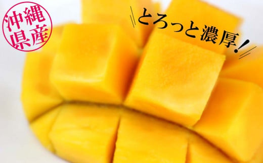 【贈答用】【先行受付・2026年発送】ママチチマンゴーファームの贈答用アップルマンゴー約1kg - 先行予約 沖縄県産 産地直送 南国フルーツ 旬の味覚 旬のフルーツ 贈り物 ギフト 沖縄県 八重瀬町