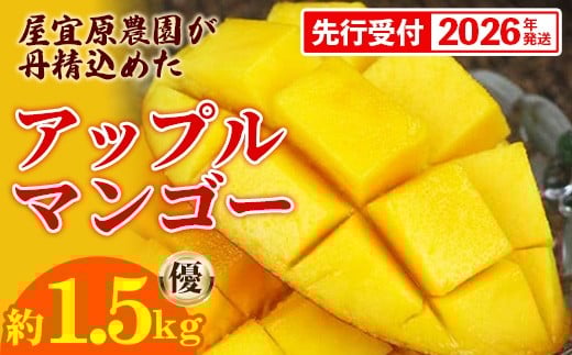 【先行受付】【2026年発送】屋宜原農園が丹精込めた「アップルマンゴー」優約1.5kg - 先行予約 沖縄県産 産地直送 南国フルーツ 旬の味覚 季節の果物 贈り物 ギフト 沖縄県 八重瀬町